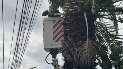 Trabajo eléctrico en árboles